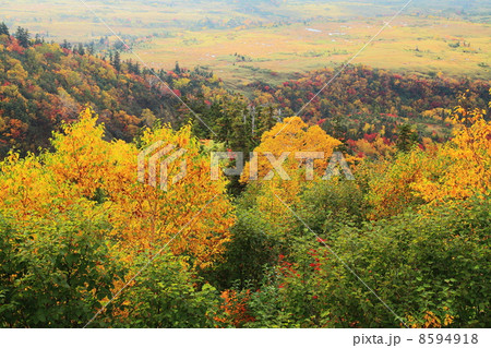 秋の立山弥陀ヶ原 8594918