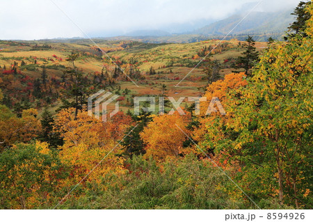 秋の立山弥陀ヶ原 8594926