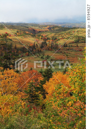 秋の立山弥陀ヶ原 8594927