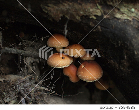 クリタケ 8594938