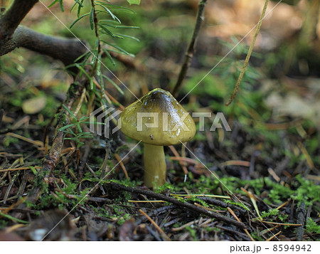 アイシメジ アイシメジ 8594942