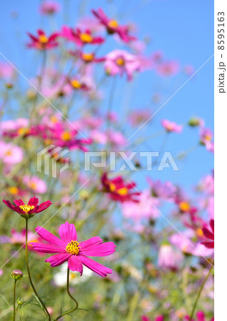 昭和記念公園花の丘 昭和記念公園花の丘 8595163