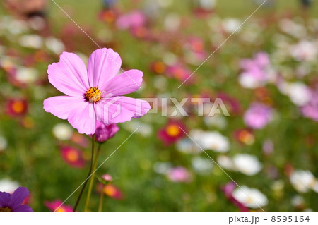 原っぱコスモス 8595164