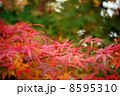 モミジ 8595310
