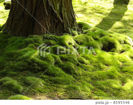京都の西芳寺（苔寺）にて 8595546