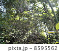 蜘蛛の巣 8595562
