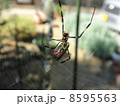 ジョロウグモ 8595563