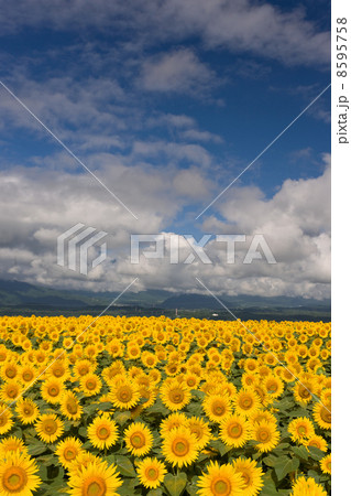 青空とヒマワリ畑 8595758