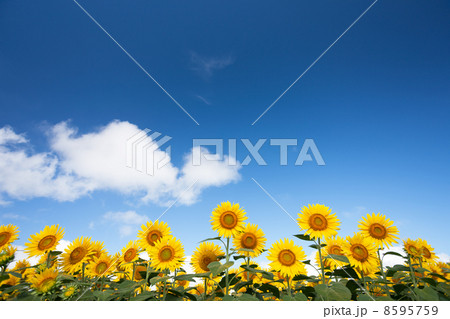 青空とヒマワリ畑 8595759