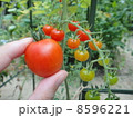 ミニトマトとマイクロトマト 8596221