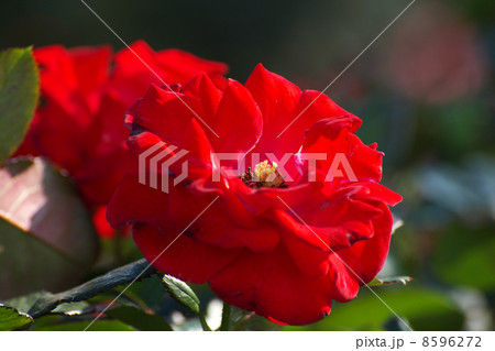 モンタナ赤い花 モンタナ赤い花 8596272