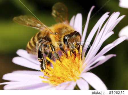 Honey bee on flower 8596282