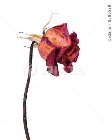 Dried rose 8596539
