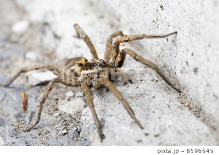 closeup of a Spider 8596545