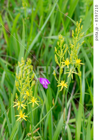 アキノキリンソウとサワラン 8597210