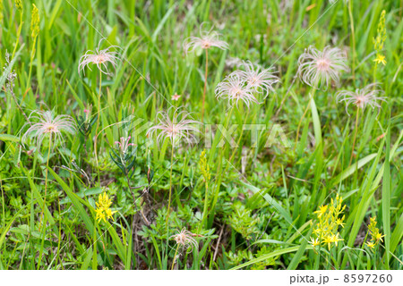 チングルマの果穂 8597260