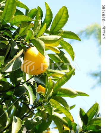 なつみかん なつみかん 8597560