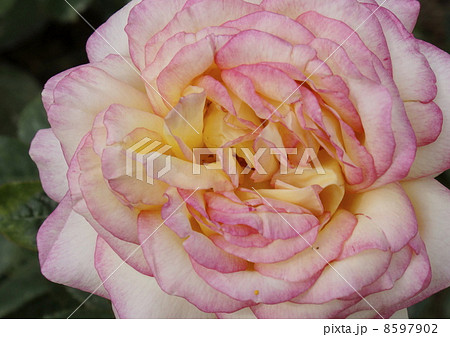 バラ ミツコ バラ ミツコ 8597902