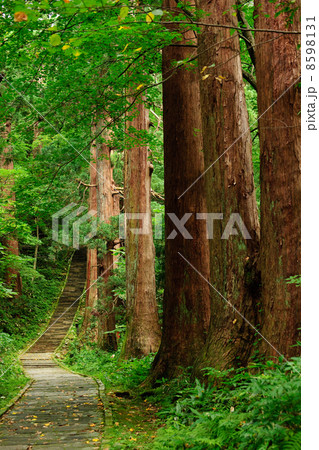 羽黒山　杉の巨木群と石段 8598131