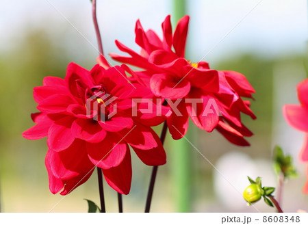 ダリアの花 ダリアの花 8608348