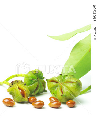 シキミの実有毒なり シキミの実有毒なり 8608500