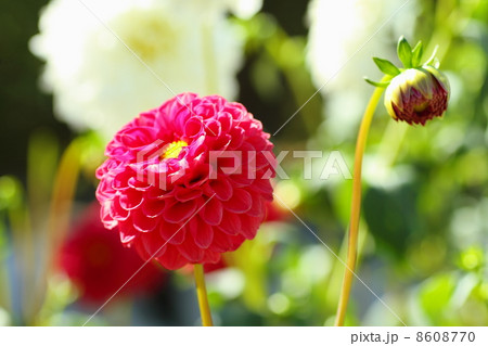 ダリアの花 8608770