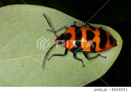 オオキンカメムシ 長崎県長崎市の写真素材