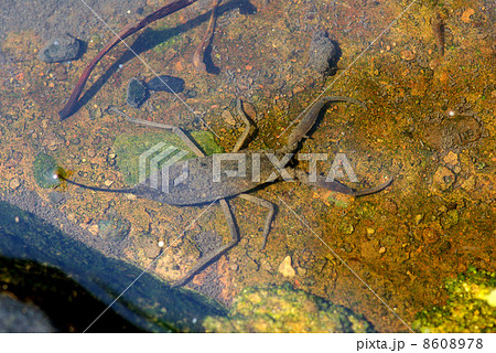 タイコウチ　長崎県平戸市 8608978