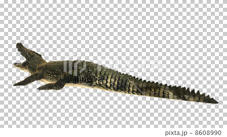 鱷魚 鱷魚 8608990