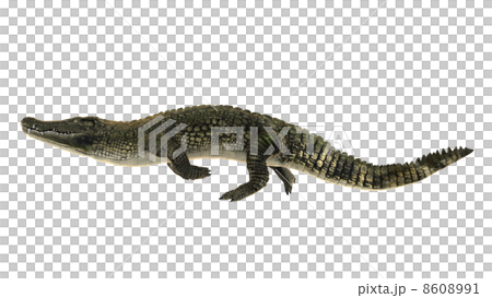 crocodile crocodile 8608991