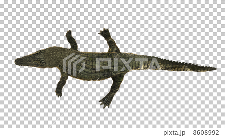 crocodile 8608992