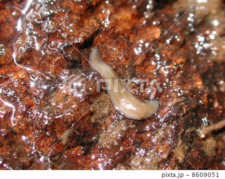 ウズムシ 福岡県福岡市 ウズムシ 福岡県福岡市 8609051