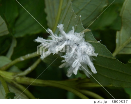 アゲハモドキ　福岡県福岡市 8609337