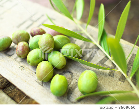 オリーブ 8609660