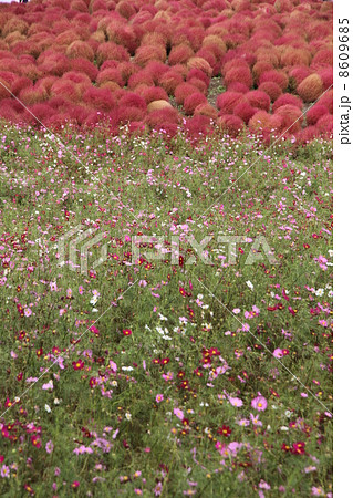 秋桜とコキア 8609685