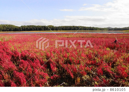 真紅に染まるサンゴ草　佐呂間湖畔鶴沼 8610105