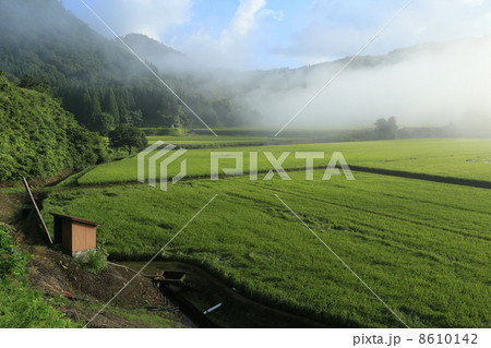 水田 水田 8610142