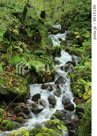 奥入瀬渓流 8610186