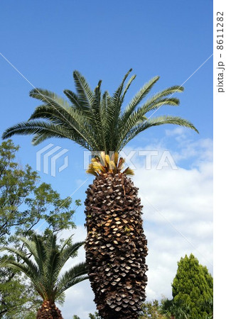 花を付けたカナリーヤシの大木 8611282