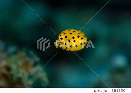 ミナミハコフグの幼魚 8611504