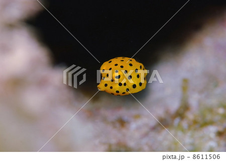 ミナミハコフグの幼魚 8611506