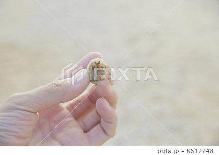 ヤドカリ ヤドカリ 8612748