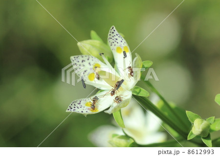 アケボノソウに集まるアリ 8612993