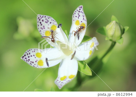 アケボノソウに集まるアリ 8612994