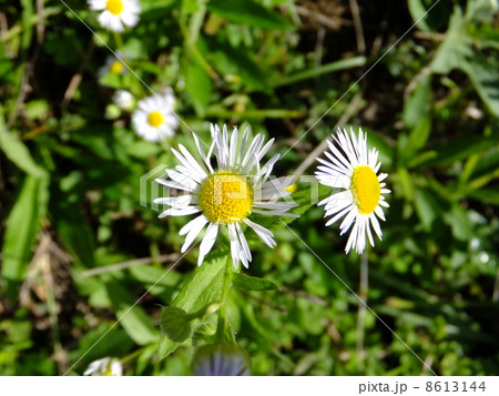 ヒメジオン 8613144