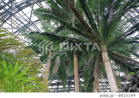 東京都立夢の島熱帯植物館のダイオウヤシ 8613194