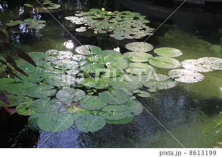 東京都立夢の島熱帯植物館 東京都立夢の島熱帯植物館 8613199