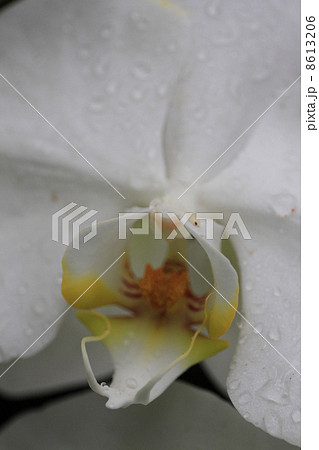 東京都立夢の島熱帯植物館 8613206