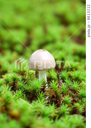 きのこ 8613212