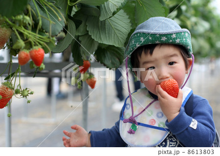 イチゴ狩り 8613803